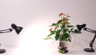 Elowan, la planta robot puede ser guiada hacía la luz