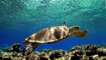100 tortugas muertas tenían plástico en sus intestinos