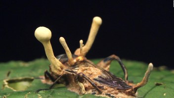 Estos hongos salvan vidas y combaten la contaminación