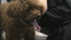 Corea del Sur está cambiando su vínculo con los perros