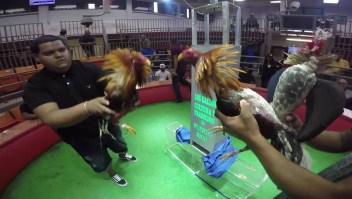 Prohibición de peleas de gallos afectaría a familias enteras en Puerto Rico