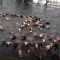 Decenas de vacas arrastradas por inundaciones