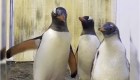Acuario Sydney muestra imágenes de la hija de una pareja de pingüinos del mismo sexo