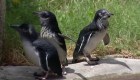 Secuestran a pingüinos azules en Nueva Zelandia