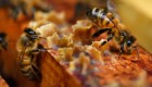 Tecnología 5G trae aportes a la apicultura moderna