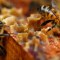 Tecnología 5G trae aportes a la apicultura moderna