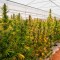 Argentina: habilitan el primer centro de cannabis medicinal del país