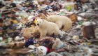 Un barrio invadido por osos polares