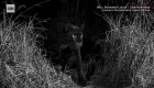 Descubren a un raro ejemplar de pantera negra en África