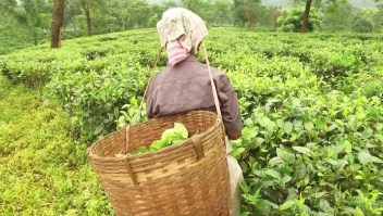 India: explotación de mujeres recolectoras de hoja de té