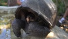 Ecuador encuentra una tortuga que se creía extinta hace 100 años