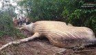 Así llegó el cadáver de una ballena al Amazonas