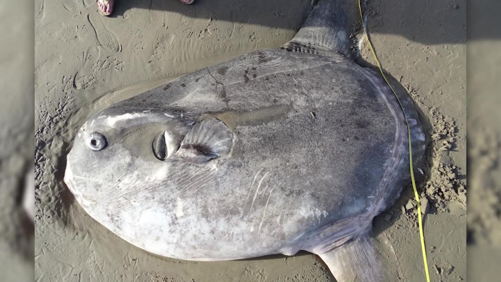 Un extraño pez apareció en una playa de California