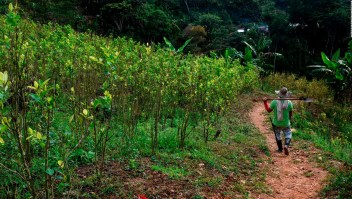 Aumenta el número de cultivos ilícitos en Colombia