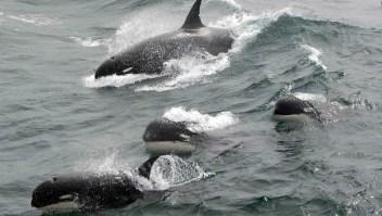 Mira esta extraña especie de orcas