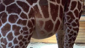 La famosa jirafa April está embarazada otra vez