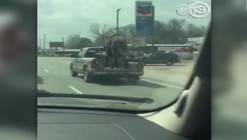 Mira la inusual manera de transportar un caballo
