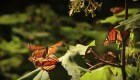 El santuario de las mariposas monarca