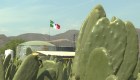 A este cactus lo llaman "el oro verde de México"