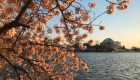 El florecimiento de los cerezos en Washington