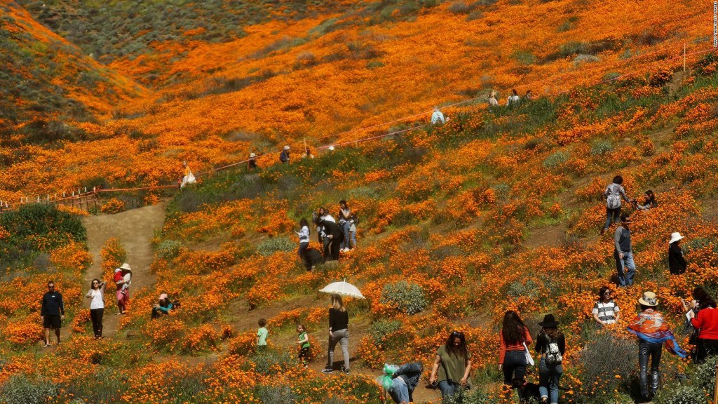 Superflorecimiento en California amenazado por turismo