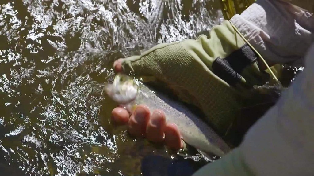 Los secretos de la pesca de trucha con mosca