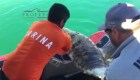 Buscan proteger a las vaquitas marinas en México