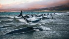 Huelga de hambre para salvar a las orcas