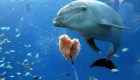 Delfines en riesgo por calentamiento oceánico