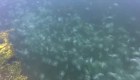 Miles de medusas invaden un puerto en California