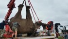 Indultan a elefante de pena de muerte