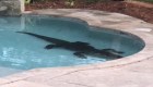 Caimán gigante quería fiesta en una piscina familiar