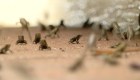 Florida: plaga de sapos invade comunidad