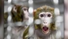 Implantan genes humanos en cerebro de monos