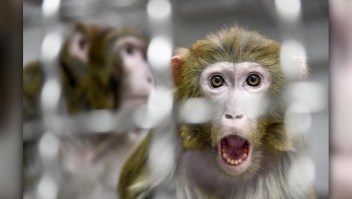 Implantan genes humanos en cerebro de monos