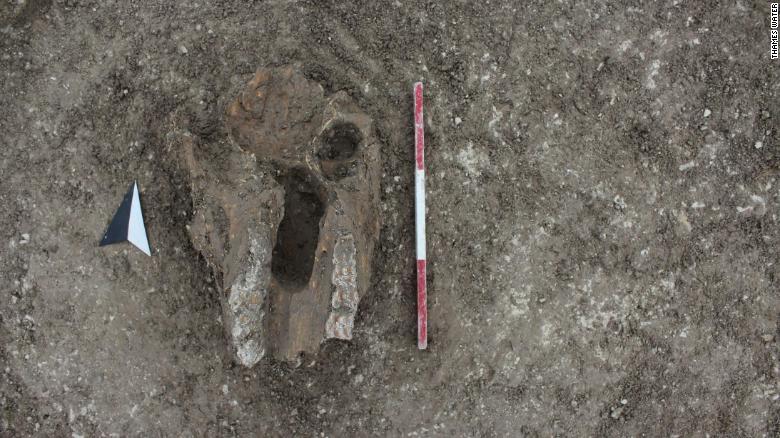 sacrificios humanos calaveras esqueletos partes encuentran foto arqueología Inglaterra animales