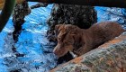 Perro sobrevivió 217 km mar adentro