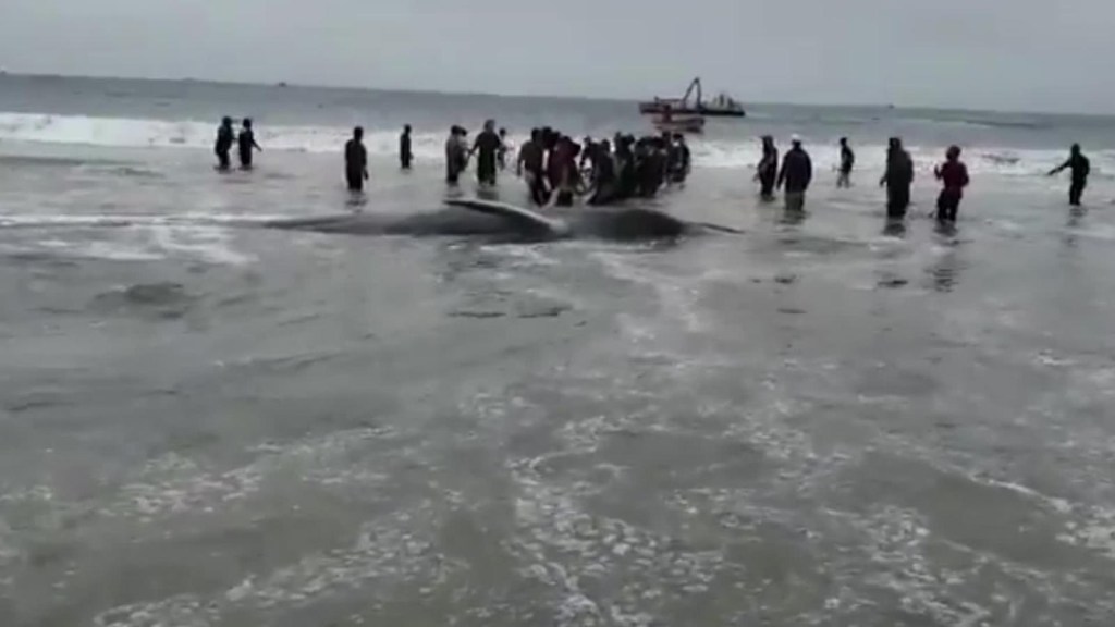 Muere ballena en una playa de Chile