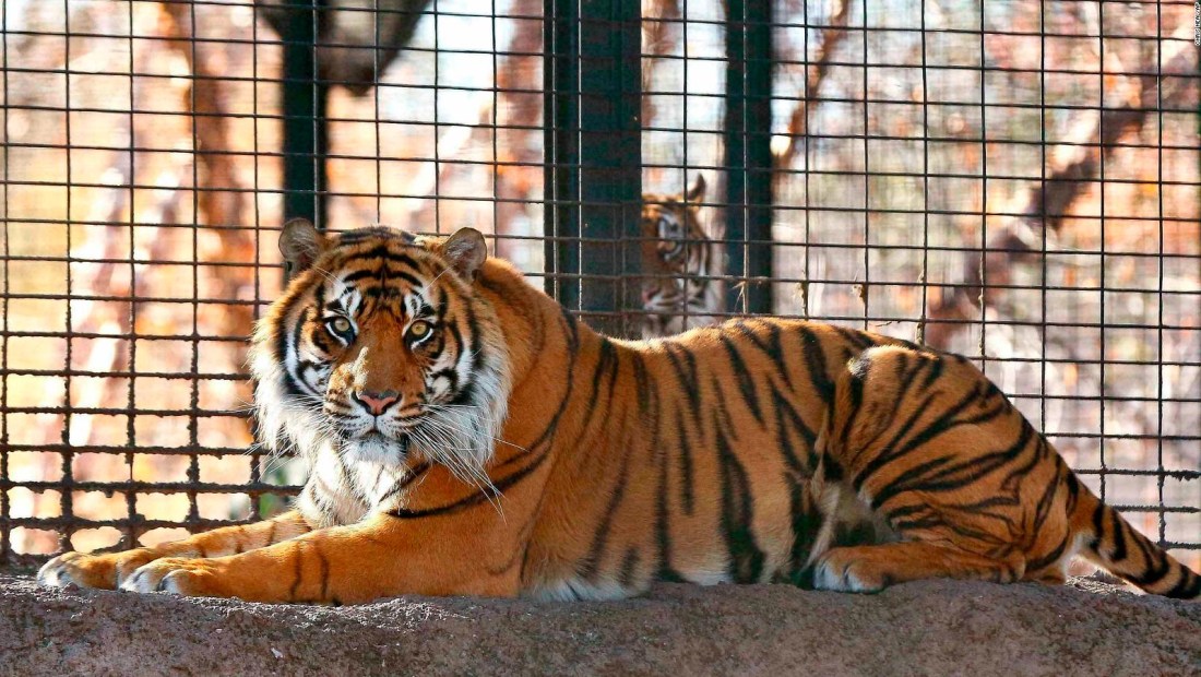 Tigre de Sumatra atacó a empleada de zoológico