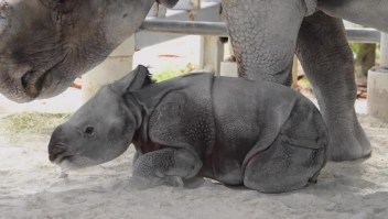 Este rinoceronte bebé hizo historia
