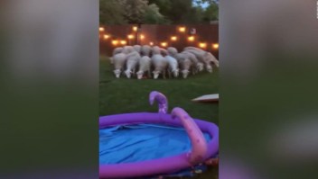 Unas traviesas ovejas invaden el patio de una casa
