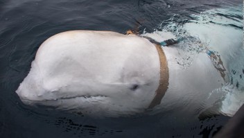 Sorpresa por una ballena con equipos del ejército ruso