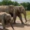 Zimbabwe vende elefantes para apoyar la conservación de la especie