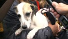 EE.UU. celebra el Día del rescate de perros