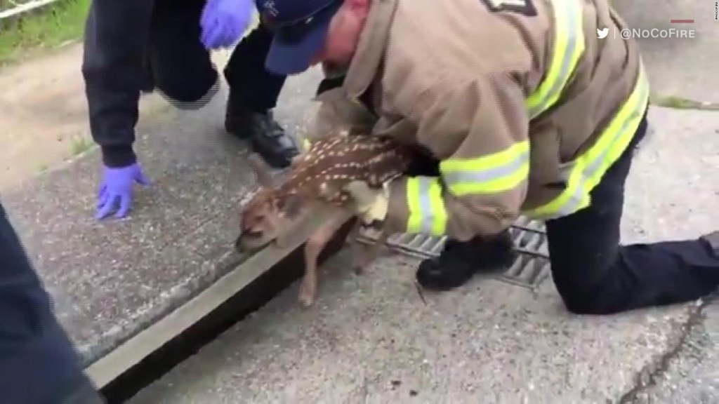 Bomberos rescatan a un pequeño ciervo del desagüe