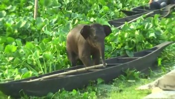Rescatan a un elefante bebé en un lago de India