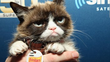 "Grumpy Cat", el famoso rostro malhumorado ha muerto