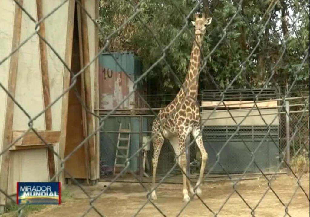 El zoológico de Chile cuenta con un nuevo inquilino