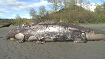 Investigan la muerte de varias ballenas en Alaska