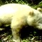 Captan imágenes de oso panda con albinismo